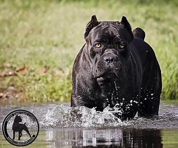 About Time Cane Corso Italiano - Genuine Versality!