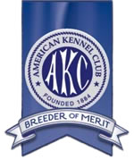 AKC Breeder of Merit, About Time Cane Corso