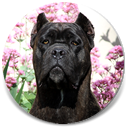 About Time's Anarchy, "Annie", bred from our Chaos line, Black Brindle Female Cane Corso