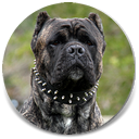 About Time's ba Asar, Black Brindle Male Cane Corso