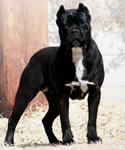 Heritage Cane Corso, Our best select exceptionally bred Cane Corso pups.