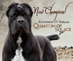 Champion Rothorm JY Dream Quantum of Solace
