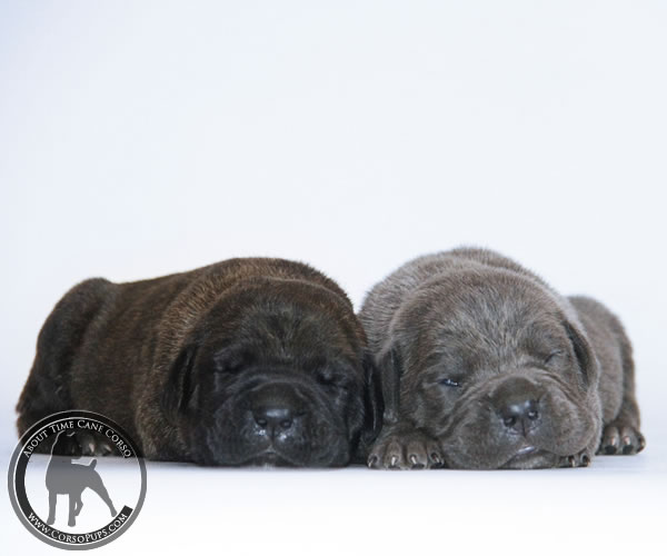 About Time Cane Corso Italiano - Genuine Versality!