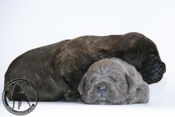 About Time Cane Corso Italiano - Genuine Versality!