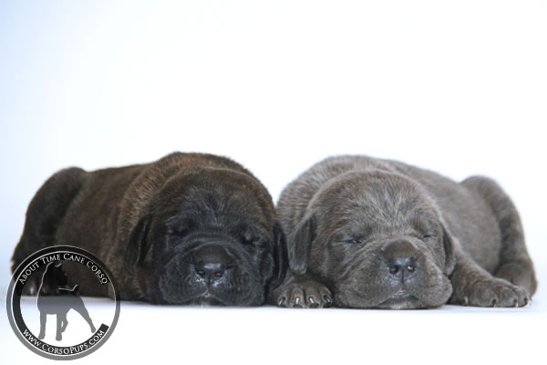 About Time Cane Corso Italiano - Genuine Versality!