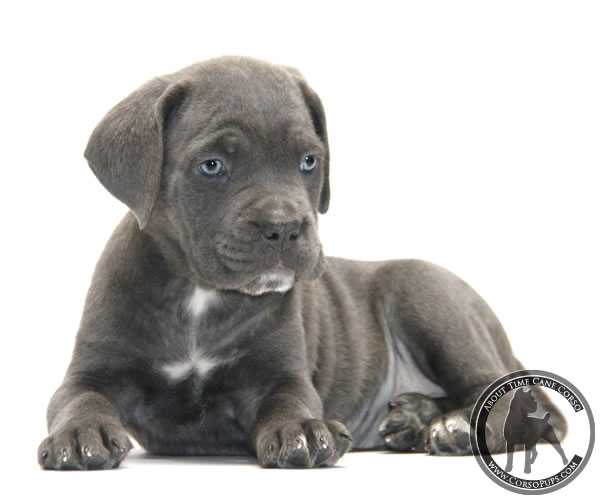 Cane Corso is most searched dog breed in San Diego, MyPetChild study shows