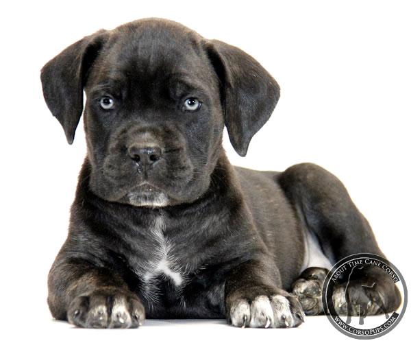 About Time Cane Corso Italiano - Genuine Versality!