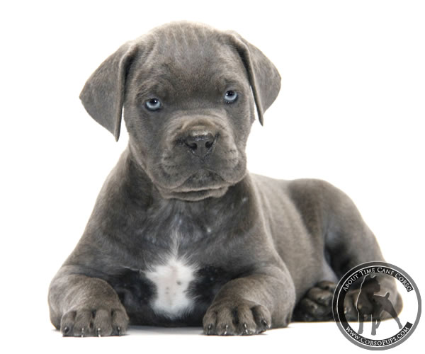About Time Cane Corso Italiano - Genuine Versality!