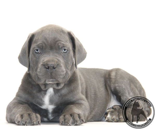 About Time Cane Corso Italiano - Genuine Versality!