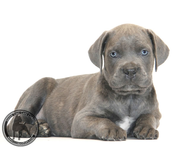 About Time Cane Corso Italiano - Genuine Versality!