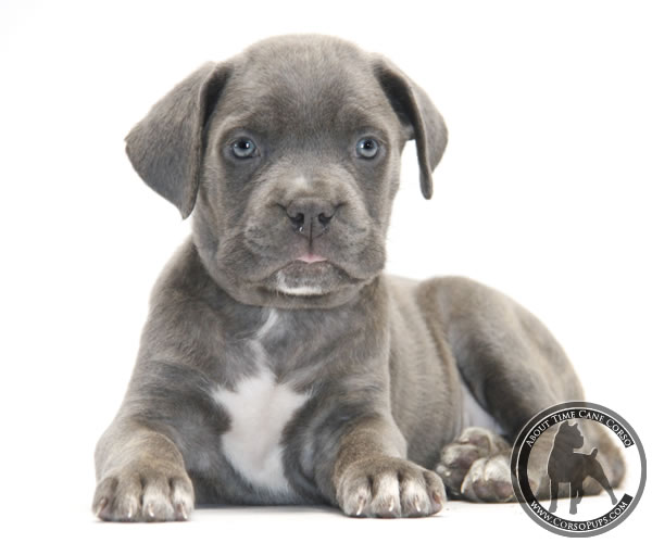 Cane Corso is most searched dog breed in San Diego, MyPetChild study shows