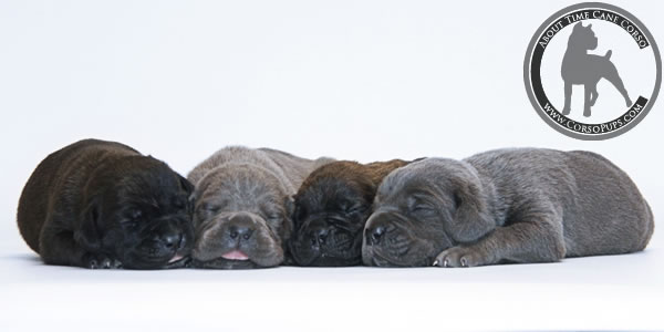 About Time Cane Corso Italiano - Genuine Versality!