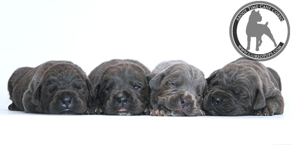 About Time Cane Corso Italiano - Genuine Versality!