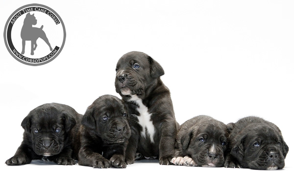 About Time Cane Corso Italiano - Genuine Versality!