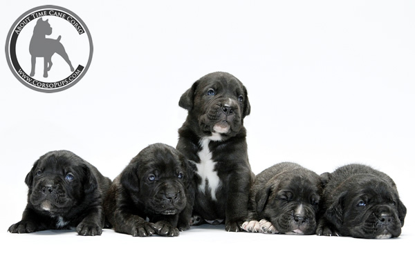 About Time Cane Corso Italiano - Genuine Versality!