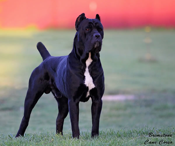 About Time Cane Corso Italiano - Genuine Versality!