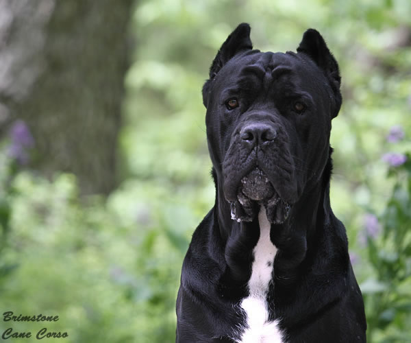 About Time Cane Corso Italiano - Genuine Versality!