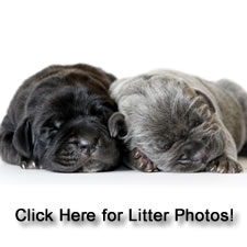 About Time Cane Corso Puppies for Sale