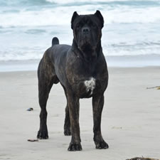 Grand Champion Evolution's McLovin, Black Brindle Cane Corso Male