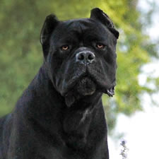 About Time's Mayhem, son of Champion Rothorm JY Dream Quantum of Solace, Black Cane Corso Male
