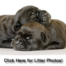About Time Cane Corso Puppies for Sale