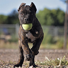 About Time Cane Corso Puppies for Sale