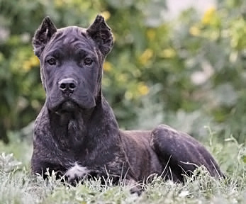 About Time Cane Corso Italiano - Genuine Versality!