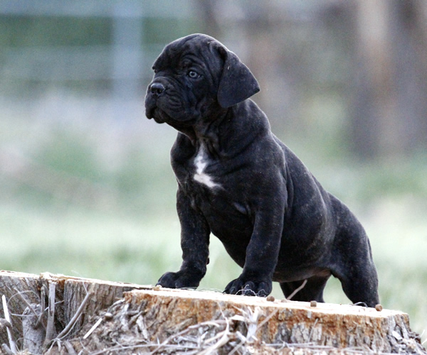 About Time Cane Corso Italiano - Genuine Versality!