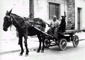 Cane Corso, 1960, Sicilia - Italy. "Vittoria ( RG), 1960: Don Turidda Lillo with his corso Furiusu, his mule, and his cart"