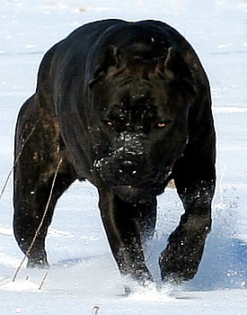 Cane Corso Security System, helps defend your family against the threat of home invasion, burglary, forced entry, violence, and more.