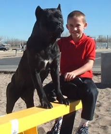 Cane Corso Security System, Protecting Your Children