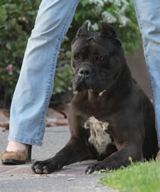 Cane Corso Security, Excelent Protection for Woman