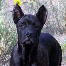 Cane Corso with bad ear crop, too tall, wrong shape