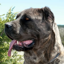 Cane Corso with bad ear crop, too short, chopped off