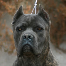 Blue Cane Corso with Great Ear Crop
