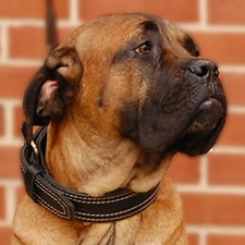 Cane Corso with uncropped ears