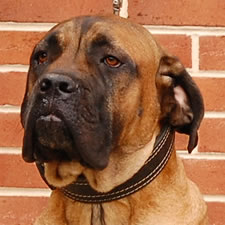 Cane Corso with uncropped hound-dog ears