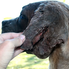 Cane Corso with torn un-cropped ear injuries 