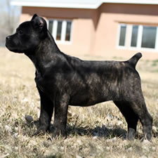 Cane Corso Puppy with Docked Tail