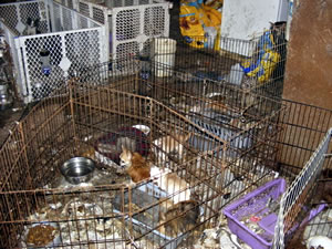 Puppy Mill dogs producing Pet store puppies