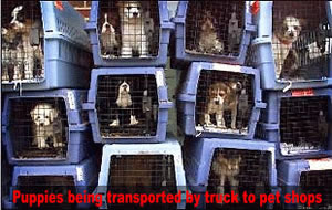Puppymill pups being transported to pet stores