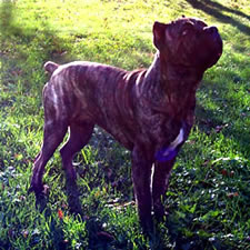 Diesel, Adopted Cane Corso Rescue