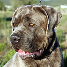 Fang, Adopted Neopolitan Mastiff Rescue
