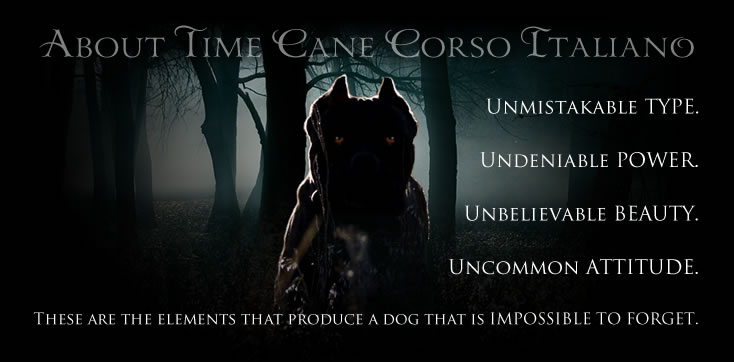 Cane Corso - TCane Corso Cane Corso Breeder. About the breed Cane Corso:  History of Cane Corso.