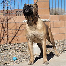 About Time Cane Corso Italiano - Available for Sale, Dogs & Puppies