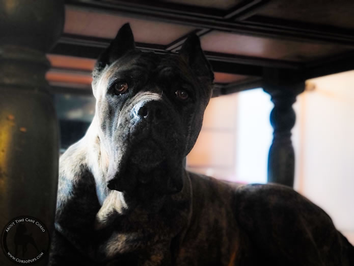 What Puppy Buyers Should Know About Cane Corso.