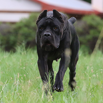 About Time Cane Corso Italiano - Available for Sale, Dogs & Puppies